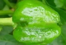 辣椒僵苗补救方法，可能是授粉不良所导致