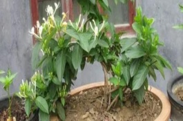 金银花适合什么环境生长，选好树材以后需进行修剪