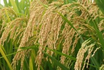 玺农866水稻栽培技术要点，生育期136天