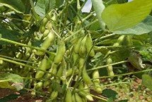 华疆34大豆栽培技术要点，生育期间及时中耕管理