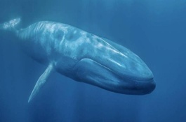 鲸鱼可以活多久，象征着勇往直前