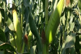 滑玉168玉米栽培技术要点，中等肥力以上地块栽培