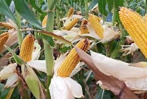 银海糯1号玉米栽培技术要点，玉米抽雄前后注意防治大小斑病