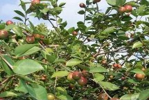 几月适合种油茶树，秋栽为宜