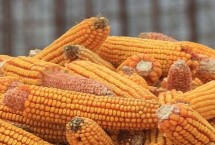 金穗315玉米栽培技术要点，出苗至成熟120天