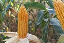 宛玉17玉米栽培技术要点，大喇叭口期防治玉米螟虫