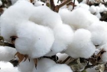 CRIZ140204棉花栽培技术要点，转抗虫基因中熟杂交棉品种