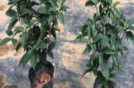 桂花树的种植环境，连带着土球栽入盆中并浇透水