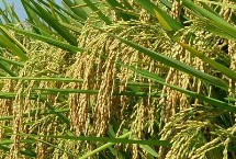 玖两优615水稻栽培技术要点，籼型两系杂交晚稻中熟品种