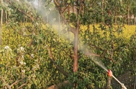 多效唑适用于哪些作物，分为土施法、叶喷法、涂干法等