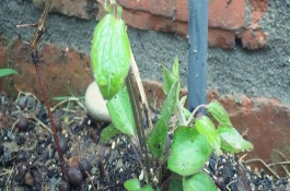 铁线莲耐寒吗，小苗无需打顶