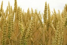 克春150397小麦栽培技术要点，该品种幼苗直立