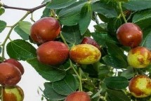 枣树修剪的技术要点，不同生长阶段的修剪方法不同