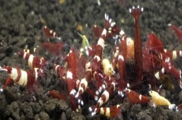 酒红水晶虾好不好养，养殖难度较大