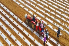 马铃薯膜下滴灌栽培注意事项，播种深浅与覆土厚度均要保持一致