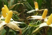 中糯336玉米栽培技术要点，高抗瘤黑粉病