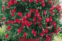 红千层的养护方式，红千层是吉祥花