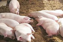 怎么给小猪断奶，断奶后1周内需控制喂食量