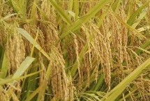 桃优314水稻栽培技术要点，可分蘖期注意防治二化螟