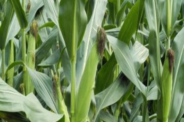 金卡甜1751玉米栽培技术要点，该品种株型平展