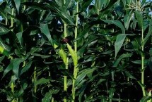 科育192玉米栽培技术要点，4月底－5月上旬播种