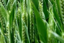 衡育3号小麦栽培技术要点，每亩适宜基本苗22～25万