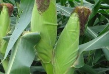 田润189玉米栽培技术要点，生育期春季平均110天