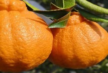 丑橘是不是耙耙柑，二者有6种区别