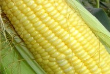 合玉47玉米栽培技术要点，该品种幼苗期第一叶鞘紫色