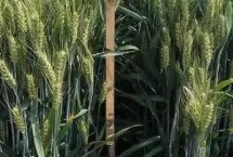 恒进麦9号小麦栽培技术要点，适宜播种期10月10―20日