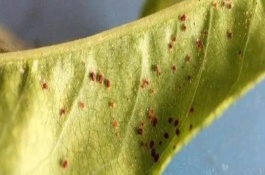 红蜘蛛简介，可以选择爱卡螨、金满枝等