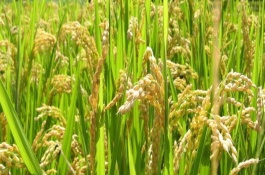 鄂糯19A水稻栽培技术要点，4月下旬至5月上旬播种
