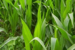 远科107玉米栽培技术要点，4月下旬至5月上旬播种