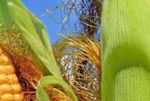 华信36玉米栽培技术要点，注意防治丝黑穗病和矮花叶病