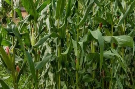 西南地区适合种植的玉米品种，常见的有鄂玉10号、强硕168等