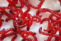 钓鱼用红虫是否会危害水质，实际没有危害反而可以净化水质