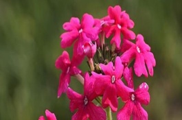 美女樱的生长习性，夏季应注意浇水