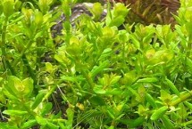 印度小圆叶水草怎么养，适应能力强容易养