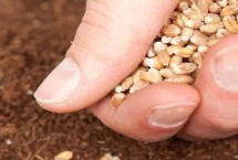 如何选择合适的小麦品种，要掌握好盐水的浓度