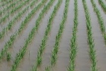 鄂丰丝苗水稻栽培技术要点，每亩有效穗19.1万