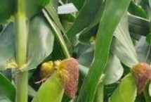SK569玉米栽培技术要点，中抗穗腐病