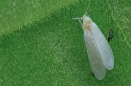 萝卜白粉虱的防治方法，会造成作物叶片褪色、变黄等