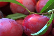 10月份晚熟李子优良品种，幸运李常在9月中下旬至10月上旬成熟