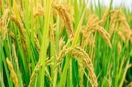 荃优325水稻栽培技术要点，适宜播种期为4月底－5月上旬