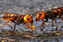 形态特征，是民间对某些剧毒胡蜂的俗称