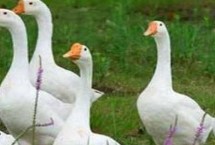 有哪些蛋鹅品种，包括太湖鹅、豁眼鹅、狮头鹅等种类
