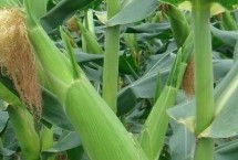 国瑞686玉米栽培技术要点，播种期6月中下旬