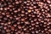 红豆杉的品种,经过低温层积处理后能加快发芽速度