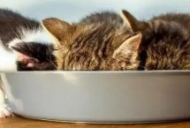 小猫多大可以吃不泡的猫粮，取决于猫猫的牙齿发育情况