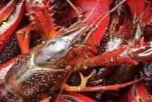 养小龙虾的池塘怎么挖，二氧化氯或聚维酮碘都适用